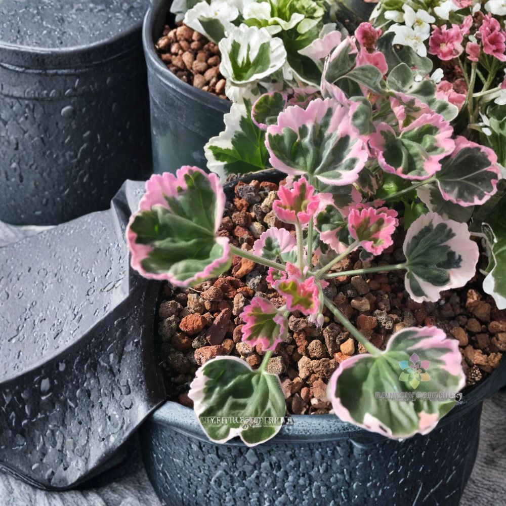 Ice Queen Geranium Seeds – Pelargonium Zonal | 25+ Seeds | White & Blush Pink Flowers | Patio & Container Friendly