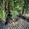 Pendula Weeping White Pine - 18 Inch Tall Evergreen Conifer in 1 Gallon Pot | Pinus strobus
