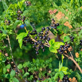 Consort Black Currant Plant – Ribes nigrum Live Rooted Starter | Cold Hardy Edible Berry Shrub Zones 4-8