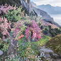 Leucothoe ‘Rainbow’ Evergreen Shrub | Variegated Shade Plant in #2 Container