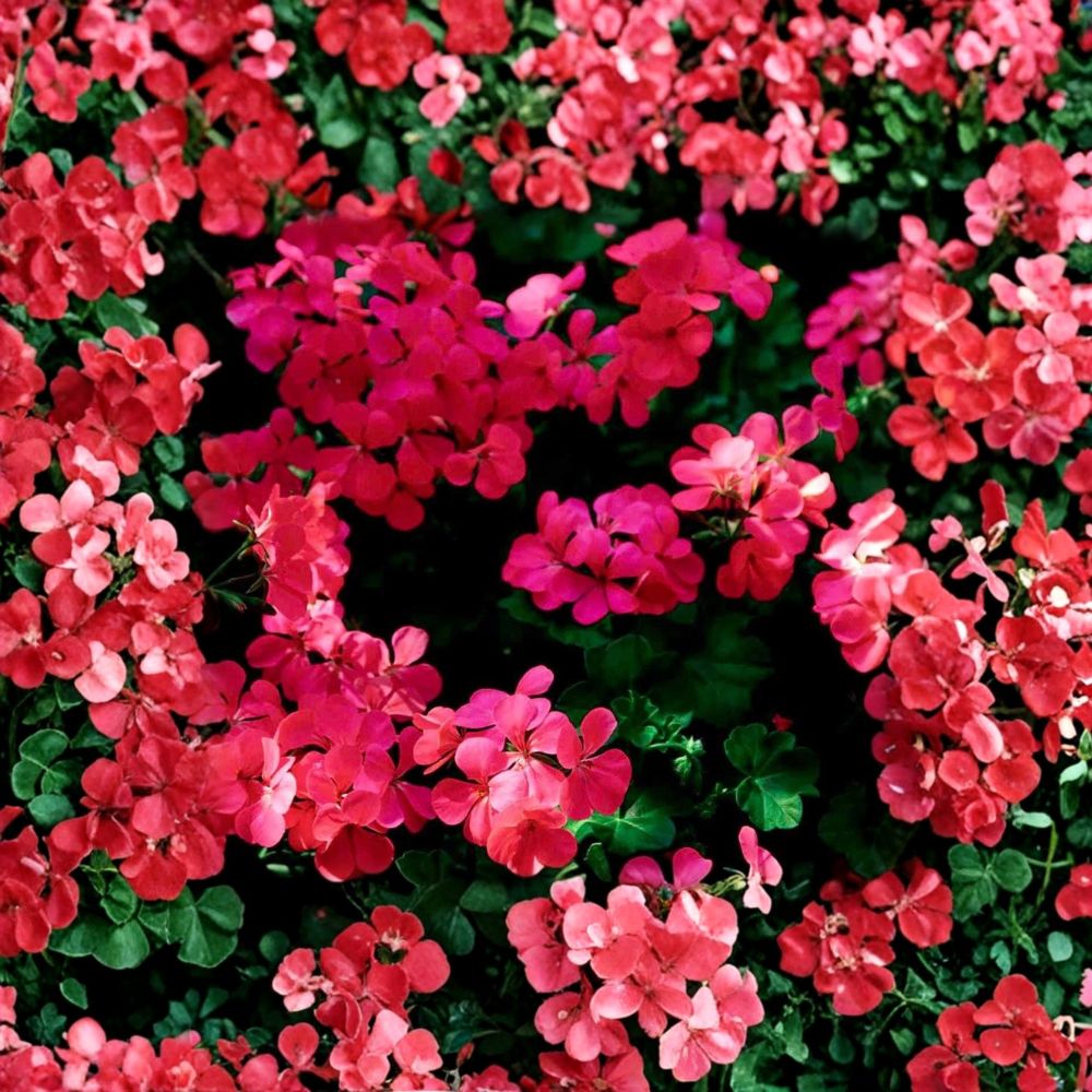 Fuchsia Ivy Leaf Geranium Seeds – Pelargonium x Peltatum ‘Summer Showers’ | Trailing Scarlet Blooms for Hanging Baskets