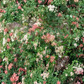 Pieris japonica ‘Karenoma’ Evergreen Shrub | Fragrant Bell-Shaped Blooms | Deer Resistant | #1 Container Grown