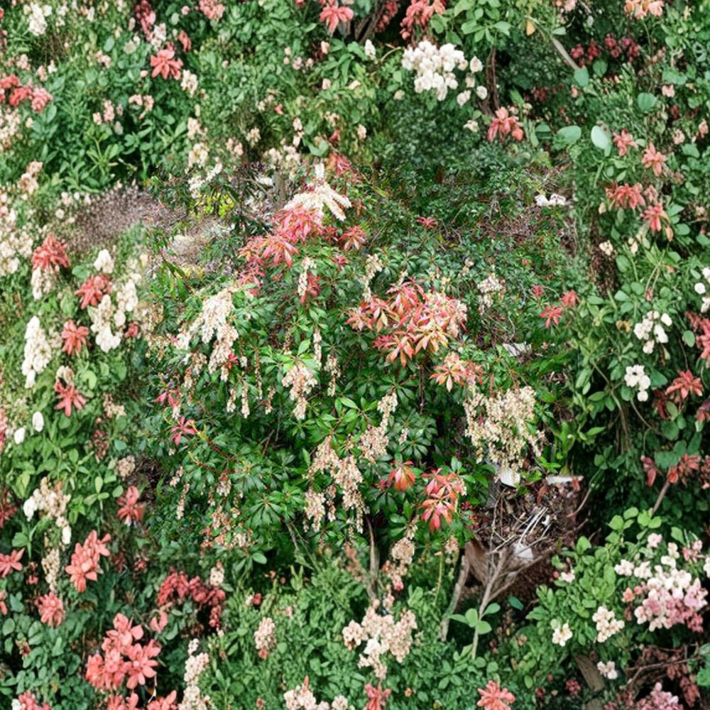 Pieris japonica ‘Karenoma’ Evergreen Shrub | Fragrant Bell-Shaped Blooms | Deer Resistant | #1 Container Grown