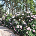 Rhododendron ‘Teddy Bear’ Live Evergreen Shrub | Compact Hardy Pink Blooming Plant