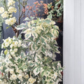 Variegated Fiveleaf Aralia - Eleutherococcus sieboldianus Live Shrub in 2 Gallon Pot