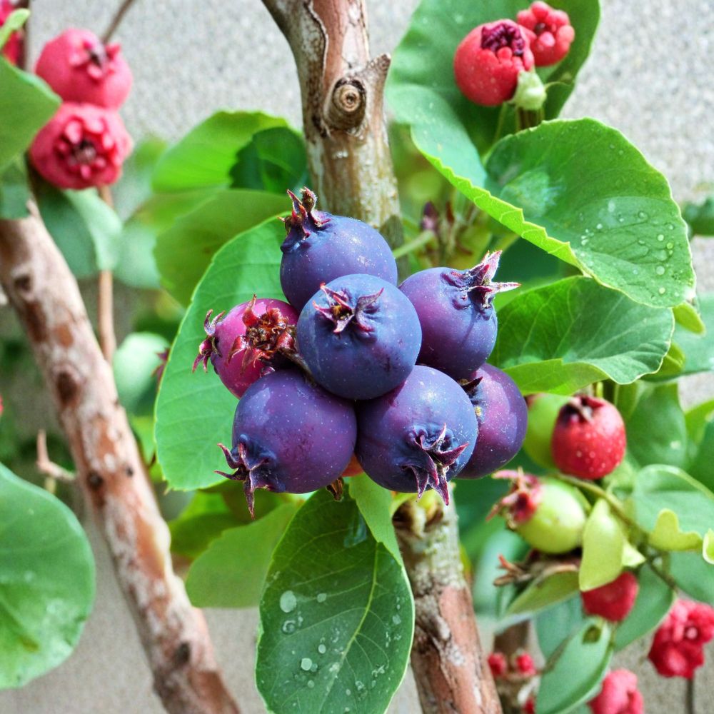 Saskatoon Serviceberry Plant – Amelanchier alnifolia Live Dormant Edible Shrub | Zones 4-7