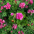30 Pink Geranium Cuttings – Fragrant Pelargonium Live Plant Starters for Garden & Patio