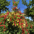 Winter Red Winterberry Holly - Female Native Shrub in 4 Inch Pot | Ilex verticillata