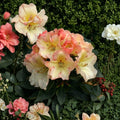 Rhododendron ‘Horizon Monarch’ Evergreen Shrub | Yellow Pink Cream Bloom | 3 Gallon Container