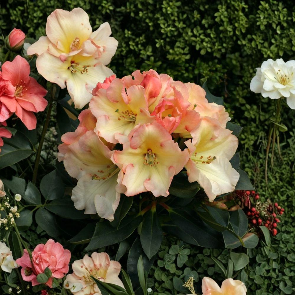 Rhododendron ‘Horizon Monarch’ Evergreen Shrub | Yellow Pink Cream Bloom | 3 Gallon Container