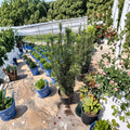 Taxus baccata ‘Fastigiata’ Irish Yew Live Evergreen Plant 25–35 Inches Tall Privacy Hedge Upright Accent Shrub
