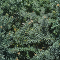 Podocarpus alpinus ‘Blue Gem’ Live Evergreen Shrub | Blue Foliage Plum Yew | #1 Container Grown