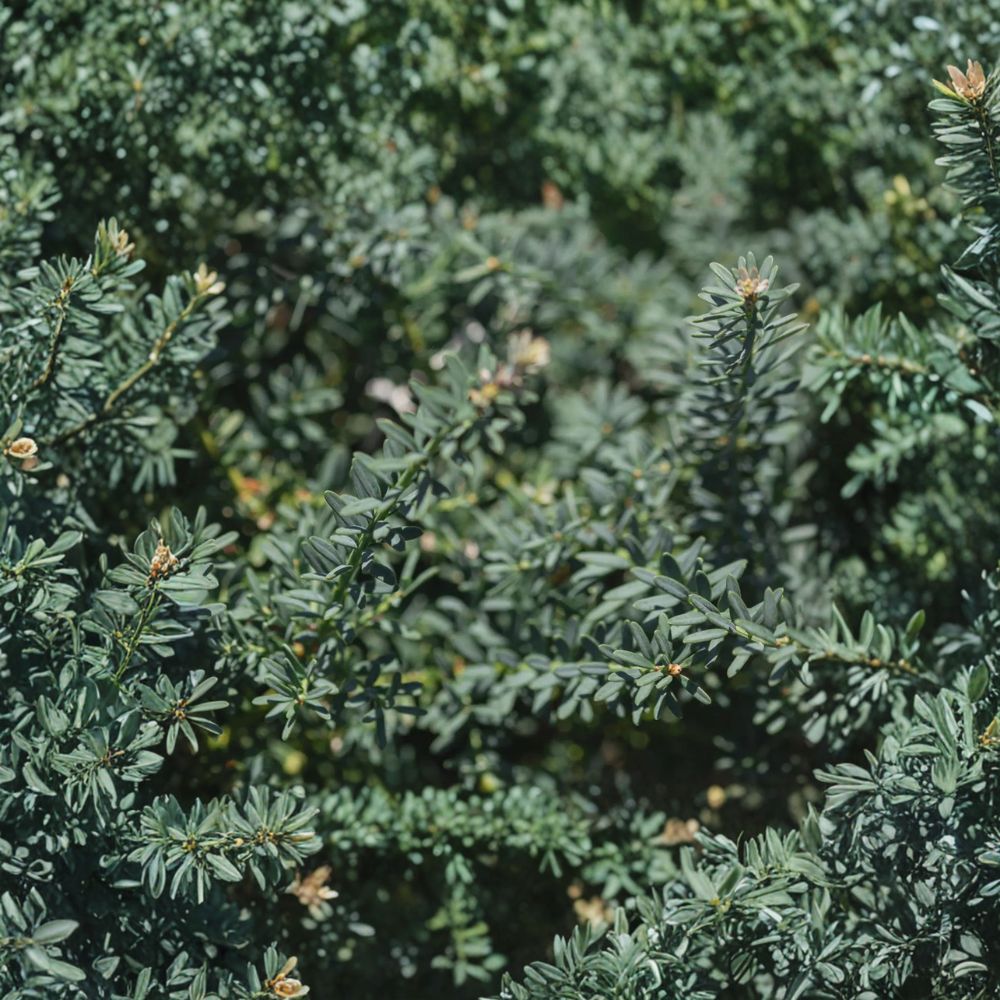 Podocarpus alpinus ‘Blue Gem’ Live Evergreen Shrub | Blue Foliage Plum Yew | #1 Container Grown