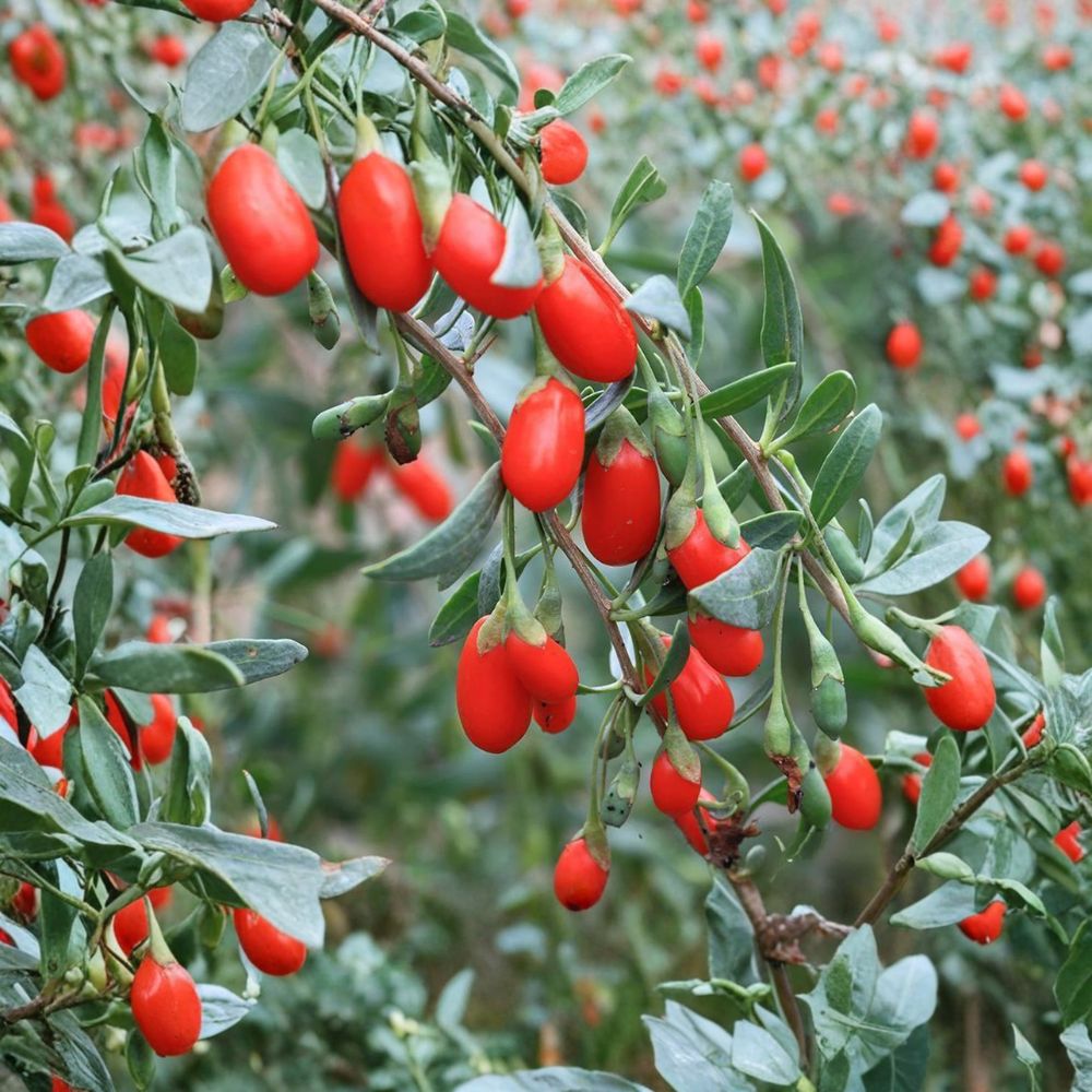 Goji Berry Plant – Lycium chinense Live Edible Superfruit Shrub with Nursery Pot