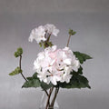 Multi Bloom White Geranium Seeds – Pelargonium zonale | 15 Seeds | White Cluster Blooms | Zonal Garden Flower