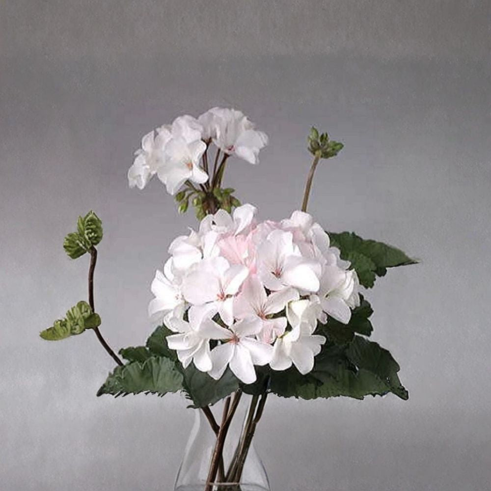 Multi Bloom White Geranium Seeds – Pelargonium zonale | 15 Seeds | White Cluster Blooms | Zonal Garden Flower