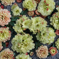 Rhododendron ‘Windsong’ Evergreen Shrub | Yellow Blooms with Red Accents | #1 Container Plant