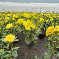 Rhododendron ‘Hotei’ Live Evergreen Shrub | Yellow Blooming Compact Hardy Landscape Plant