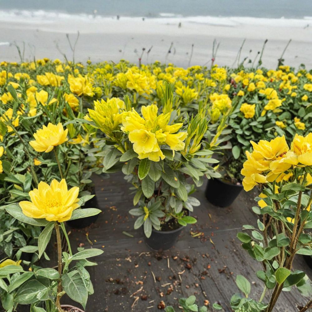 Rhododendron ‘Hotei’ Live Evergreen Shrub | Yellow Blooming Compact Hardy Landscape Plant
