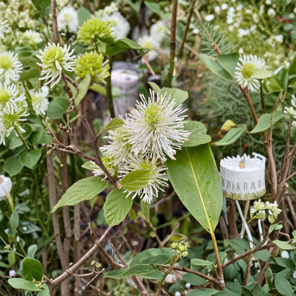 Dwarf Fothergilla - Fragrant Native Flowering Shrub in 1 Gallon Pot | Vibrant Fall Color