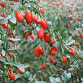 Goji Berry Plant – Lycium chinense Live Edible Superfruit Shrub with Nursery Pot