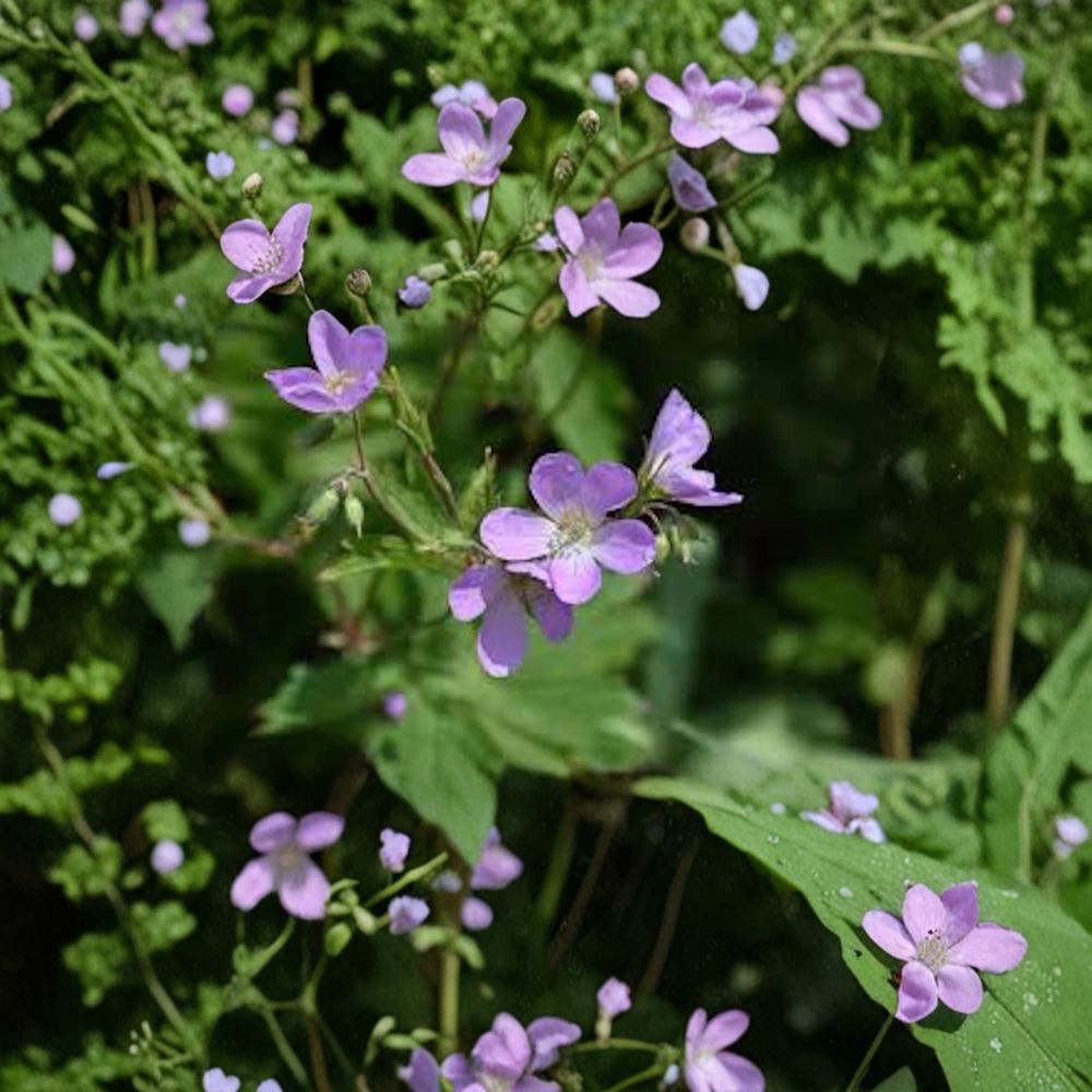 Wild Geranium Bare Roots – 5 Pack | Native Shade Perennial Woodland Wildflower