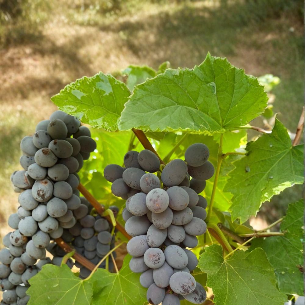 5 Jupiter Seedless Muscat Grape Cuttings – Vitis labrusca Live Propagation Cuttings