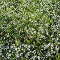 Star Jasmine Live Plant – Trachelospermum jasminoides | #3 Container | Fragrant Evergreen Climber