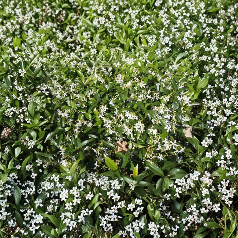 Star Jasmine Live Plant – Trachelospermum jasminoides | #3 Container | Fragrant Evergreen Climber