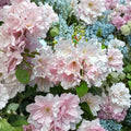 Rhododendron ‘Cadis’ Live Shrub | Fragrant Light Pink Blooms | Cold Hardy Evergreen
