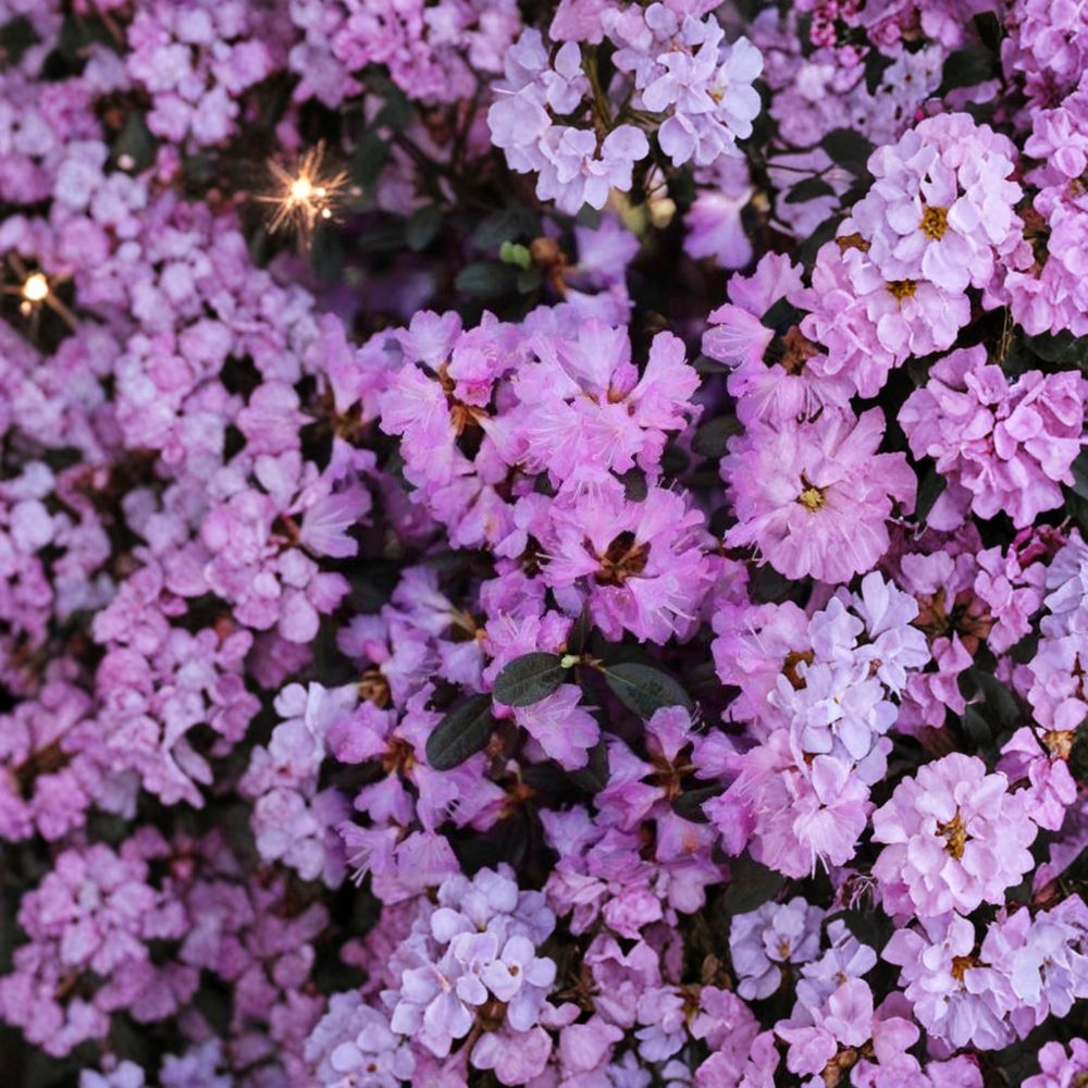 Rhododendron ‘PJM Regal’ Live Evergreen Shrub | Light Purple Blooms | Cold Hardy #3 Container Plant