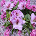 Rhododendron ‘Arthur Bedford’ Evergreen Shrub with Fragrant Purple Blooms | Cold Hardy Landscape Plant
