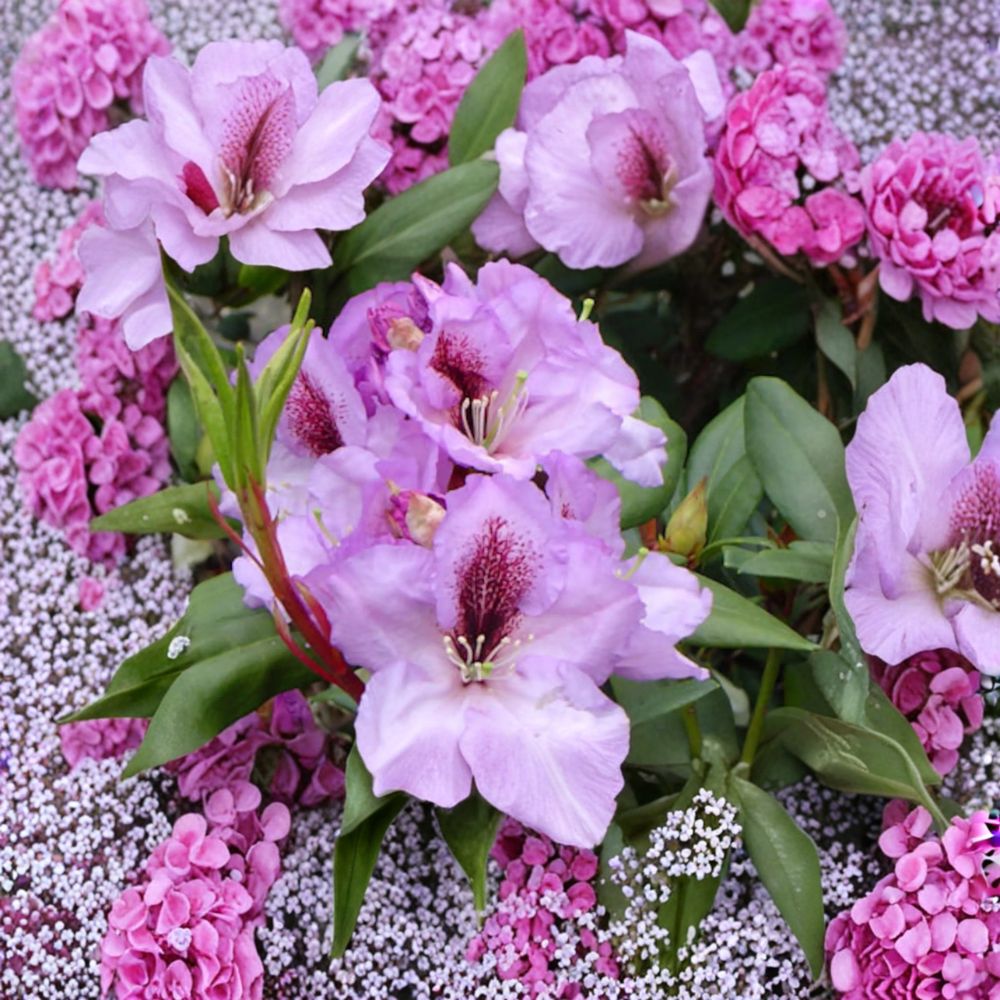Rhododendron ‘Arthur Bedford’ Evergreen Shrub with Fragrant Purple Blooms | Cold Hardy Landscape Plant