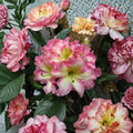 Rhododendron ‘Melrose Flash’ Live Evergreen Shrub | Fragrant Pink Yellow Green Blooms | Hardy Landscape Plant #3 Container