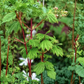 Acer circinatum ‘Pacific Fire’ Live Vine Maple Tree | Colorful Deciduous Ornamental | #1 Container Grown | 12–24 Inches Tall | Hardy to -5°F