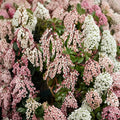 Pieris japonica ‘Dorothy Wyckoff’ Evergreen Shrub | Pink Bell Flowers | Hardy Japanese Andromeda