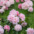 Christmas Cheer Rhododendron - Cold Hardy Evergreen Shrub with Early Pink Blooms