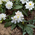 Chionoides Rhododendron – Live Evergreen Shrub with White Spring Blooms | 12–15 Inches Wide, Field Grown, Hardy to -10°F