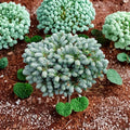 Abies koreana ‘Ice Breaker’ Live Dwarf Korean Fir | Silver Blue Evergreen Conifer | #1 Container Grown
