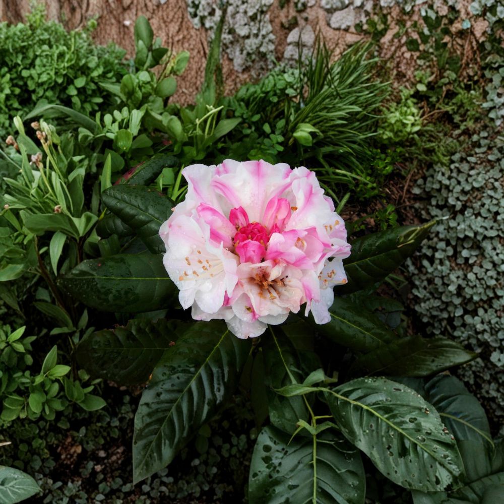 Kodiak Rhododendron – Compact Evergreen Shrub with Pink to White Blooms | One Gallon Container
