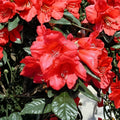 Rhododendron ‘Fred Peste’ Live Evergreen Shrub | Red Bell Shaped Blooms | Compact Hardy Rhododendron