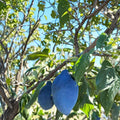 Long John European Plum Tree – Prunus domestica Live Fruit Tree in Nursery Pot