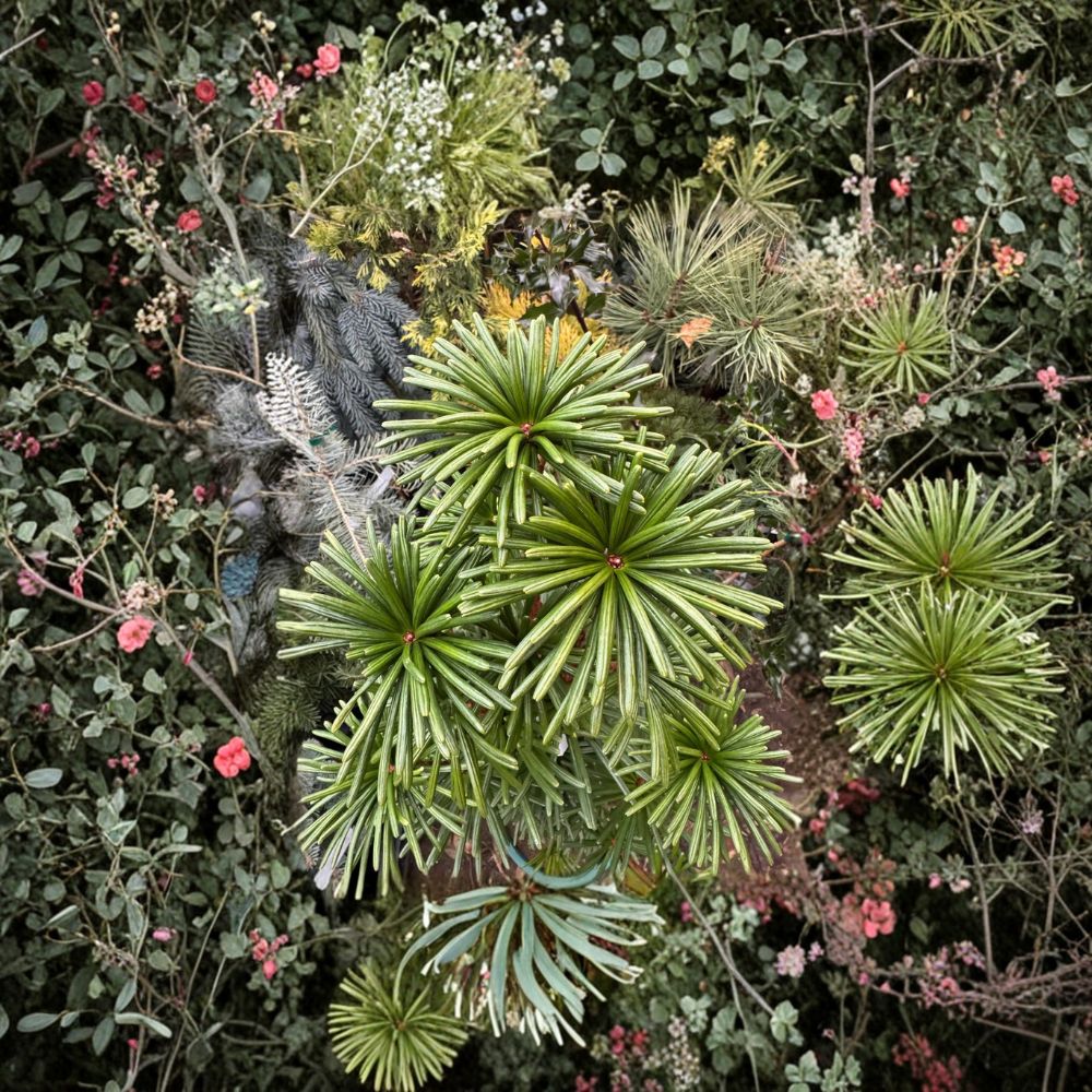 Green Star Japanese Umbrella Pine – Evergreen Conifer Tree in 2 Gallon Pot | Sciadopitys verticillata
