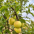 Emerald Crisp Asian Pear Tree – Pyrus pyrifolia Bare Root | 32–36 Inches | Early Sweet Juicy Pear