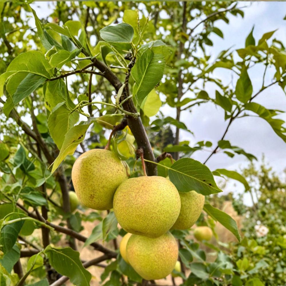 Emerald Crisp Asian Pear Tree – Pyrus pyrifolia Bare Root | 32–36 Inches | Early Sweet Juicy Pear