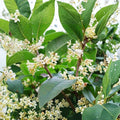 Sweet Osmanthus ‘Semperflorens’ – Fragrant Tea Olive Tree | Year-Round Blooming Evergreen Shrub