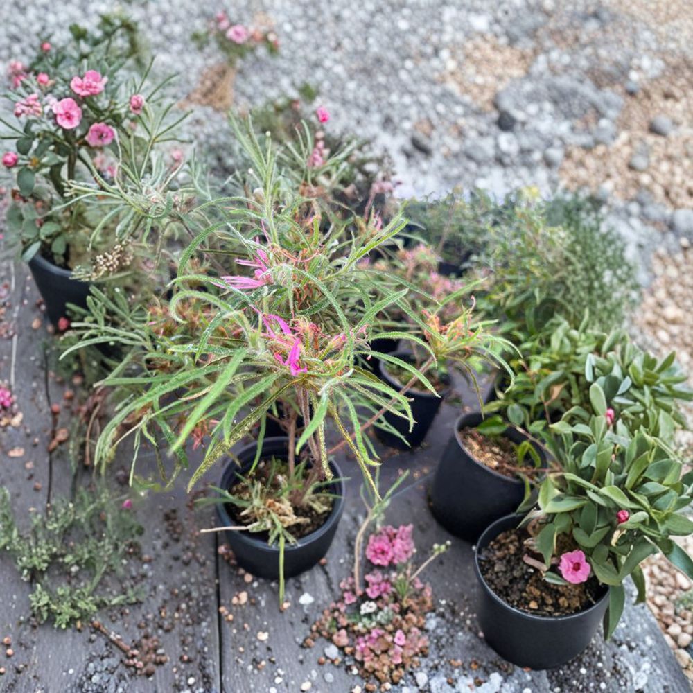 Spider Azalea Rhododendron stenopetalum | Rare Evergreen Azalea with Pink Spider-Like Blooms