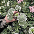 Wilhelm Langguth Geranium - Variegated Fancy Leaf Pelargonium with Double Red Blooms