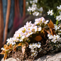 Rock Jasmine Alpine Seeds – Androsace alpina | 20 Seeds | Cold Hardy Alpine Ground Cover