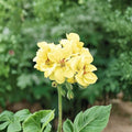 Yellow Geranium Seeds – 10 Pack | Pelargonium Flower Seeds for Garden & Containers